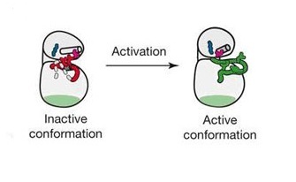 Aschematic illustration depicts the general structure of the ErbB kinase domain with oval shapes, closely positioned. Red and green lines are used to show the activation loop in an inactive and active conformation.