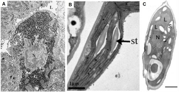 Three panels of electron micrographs (A, B, and C) show different storage molecules in three types of cells: glycogen in an animal cell, starch in a plant cell, and lipids in a single celled organism, an amoeba.
