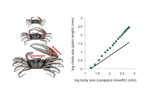 The allometric relationship between chela (claw) size and body size in growing male fiddler crab (Uca pugnax)