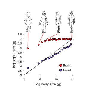 The brain and heart grow at different rates relative to the body.