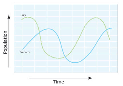 4. Predator-Prey Dynamics: A Closer Look at Nature