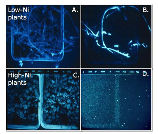 Example of results of a test of Ni hyperaccumulation as a defense against a light-producing strain of the plant pathogen Xanthomonas campestris pathovar campestris using the Ni hyperaccumulator plant Strepthanthus polygaloides