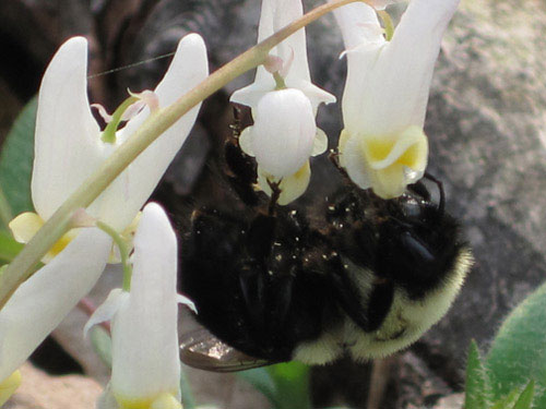 Foraging Bombus bee