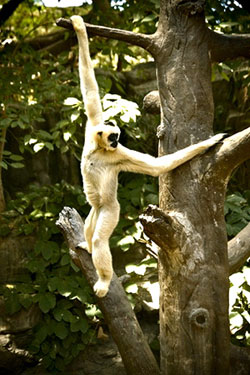 Gibbon demonstrating the use of flexible forelimbs for swinging in trees