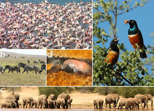 Cooperation, Conflict, and the Evolution of Complex Animal Societies |  Learn Science at Scitable