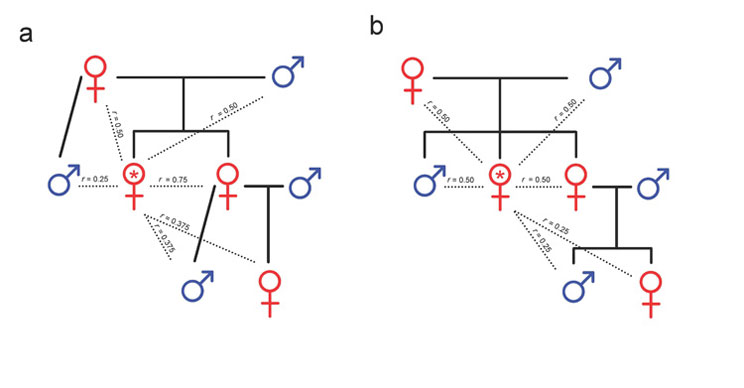 Patterns of relatedness in haplodiploid and diploid species