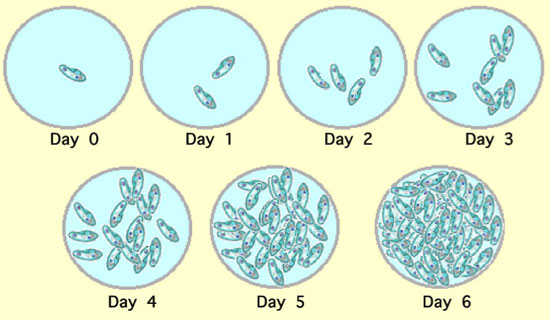 Changes in a population of Paramecium over a six day period
