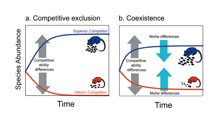 Competitive exclusion and coexistence