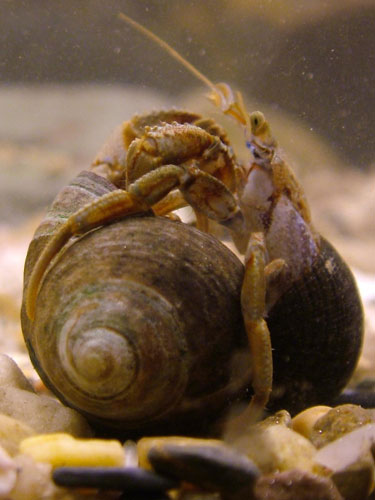 Two hermit crabs, Pagurus bernhardus, engaged in a "shell fight" over the ownership of empty gastropod shells.