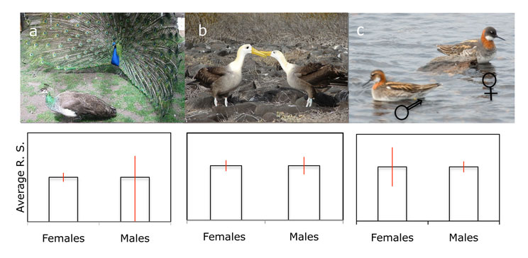 Variance in reproductive success explains which sex is subject to stronger sexual selection