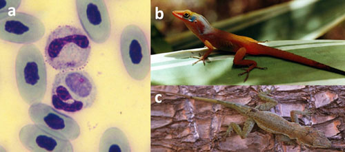 Parasite-mediated competition facilitates species coexistence.