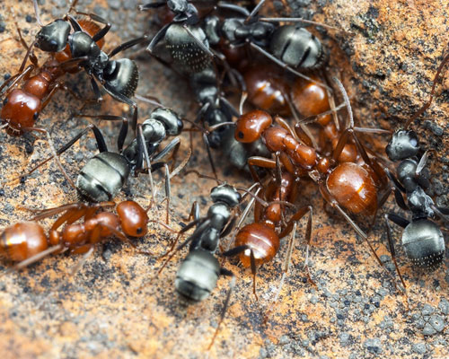 The obligate slave-maker Polyergus breviceps (red ants) are readily distinguished from its host Formica argentea (black ants).