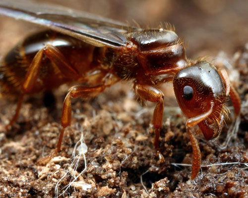 This temporary social parasite (Lasius claviger) initiates a colony following her nuptial flight by penetrating a host colony and killing the host queen.