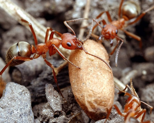 Workers of the slave-maker Formica subintegra returning to their nest with a pupa pilfered from a slave-raid.