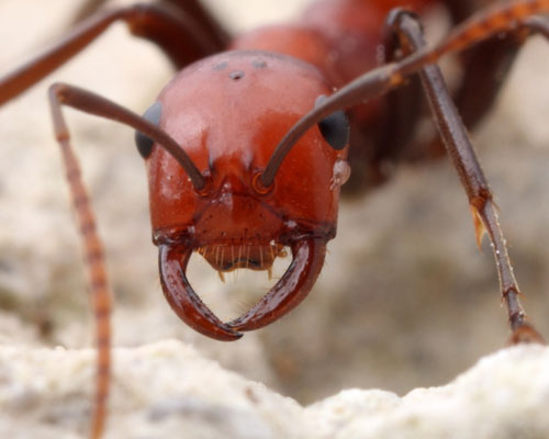 The slave-makers of the genera Polyergus have several adaptations for slave-raiding including sickle-shaped mandibles.