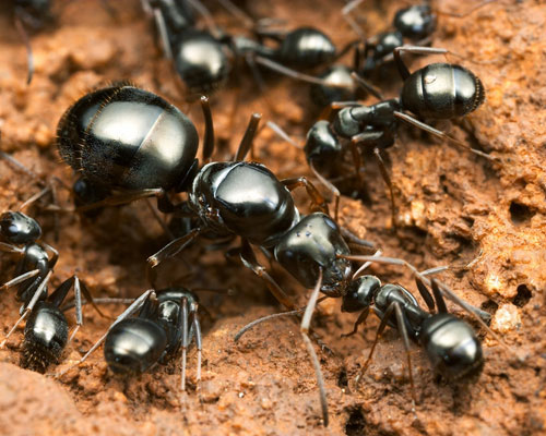 Parasites and their hosts are typically closely related. These ants (Formica fusca), for example, are commonly enslaved by other ants of the same or closely related genera.