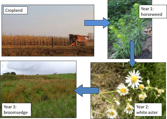 Keever's observed pattern of succession in North Carolina agricultural old fields