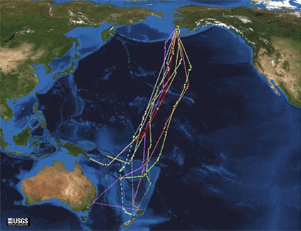 Flight tracks of nine bar-tailed godwits on southward migration equipped with satellite transmitters