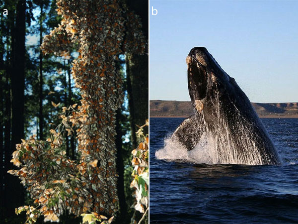 (A) Overwintering monarch butterflies gather at such high densities that the branches of their trees bend with their weight. (B) When the Southern right whales arrive on their feeding grounds around Antarctica in December they are often near starvation. But they are able to double their body weight after a short stay in the food-rich polar seas.