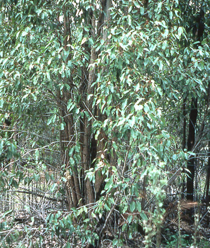 Resprouting from root collar by eucalyptus, after a fire in Western Australia