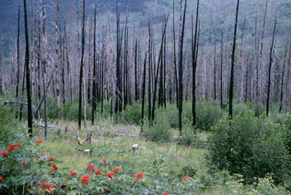 Patch burns in forest, with recovery, on the Kenai Peninsula, Alaska