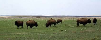 Patch burns in prairie, with bison, at Tallgrass Prairie Preserve, Oklahoma