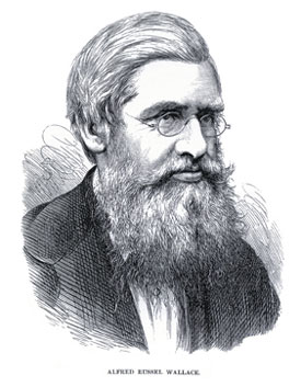 Alfred Russel Wallace, Father of Biogeography