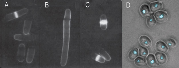 A series of photomicrographs shows wild type fission yeast cells alongside mutant yeast cells. The wild-type cells in panel A appear as grey ovals against a black background. There are approximately six of them, scattered like pellets across the field of view. In the adjacent panel B is a single CDC25 TS mutant fission yeast cell that is elongated to more than twice the length of the wild type cells, and resembles a sausage. In the next panel is a wee mutant fission yeast cell which is shorter and rounder than the wild type cell, and also shows a bright fluorescent band across the midline of each cell. Panel D shows a completely different kind of yeast, budding yeast, which are round in shape, and clustered closely together, like grapes.