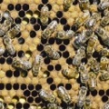Sex Determination in Honeybees