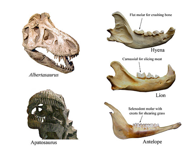 Comparing dinosaur and mammal teeth