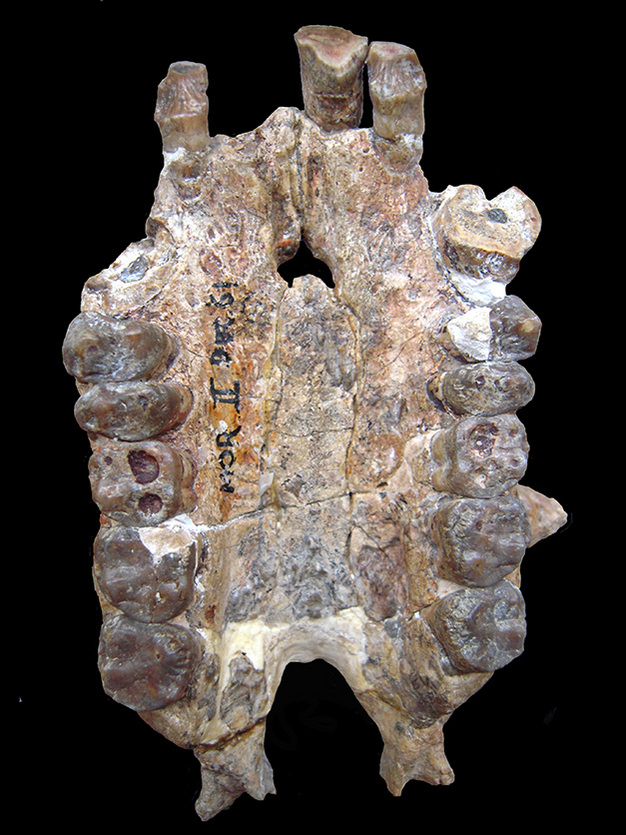 Fossil teeth.