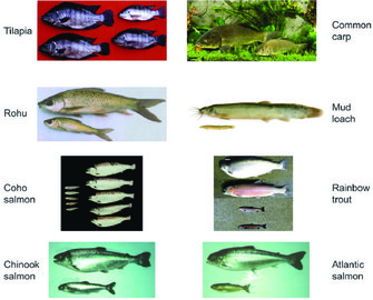 Are GMO Fish Safe for the Environment? | Accumulating Glitches | Learn  Science at Scitable