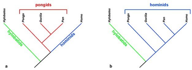 Mudança na filogenia dos macacos e implicações para a taxonomia.