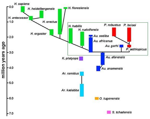 A phylogeny of hominin species.