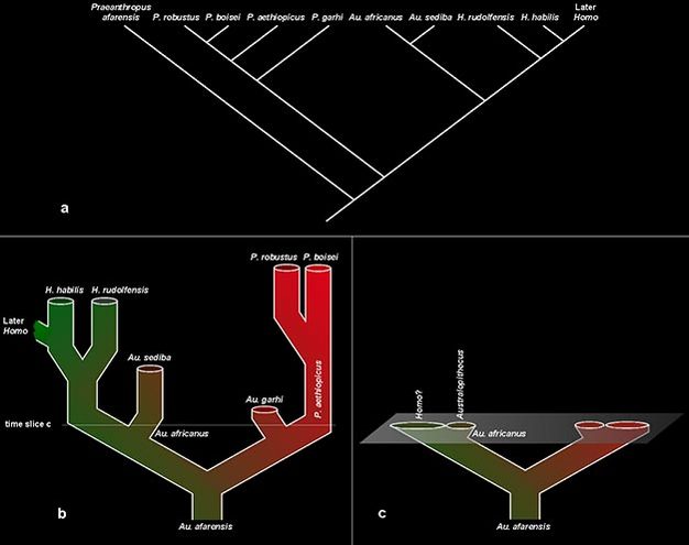 Systematic relationships among the hominin species