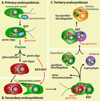 A three-panel schematic shows the concepts of primary, secondary, and tertiary endosymbiosis. Arrows and simplified illustrations of cells that include nuclei, mitochondria, and plastids are used to show the steps involved in endosymbiosis.