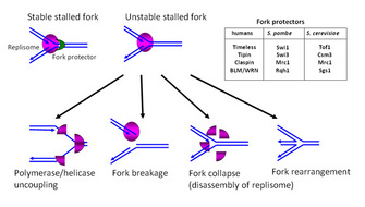 A schematic diagram shows a stable stalled fork beside an unstable stalled fork. Four conditions that can result in the unstable fork are shown in four illustrations at the bottom of the diagram. A three-column table in the upper right corner of the diagram lists four fork protectors in humans (column 1), fission yeast (column 2), and budding yeast (column 3).