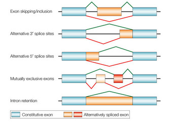 A schematic diagram shows five different types of alternative splicing: exon-skipping/inclusion, alternative three-prime splice sites, alternative five-prime splice sites, mutually exclusive exons, and intron retention. In each illustration representing a category of alternative splicing, an MRNA transcript is depicted as a horizontal black line. Blue rectangles, representing constitutive exons, are at both ends of each line. Orange and red rectangles or squares along the black line, between the constitutive exons, represent alternatively-spliced exons. Their presence and position along the MRNA vary in each diagram.