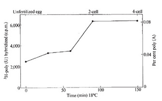 A line graph shows the changes in polyadenylation of the MRNA in sea urchins as embryogenesis proceeds from an unfertilized egg to an embryo with four cells. The level of polyadenylic acid [Poly(A)] increases after fertilization, between the single cell and the two cell stages.