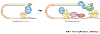 A translationally dormant MRNA transcript is shown beside a translationally active MRNA transcript in this schematic illustration. The transcripts are each depicted as a thin, elongated rectangle looped in a horizontal U-shape. Colored ovals bound to the transcripts represent proteins involved in polyadenylation and translation. A chain of 19 adenosine molecules, depicted as a row of uppercase letter A's, extend from the three prime end of the translationally active transcript. Only one \"A\" extends from the three prime end of the translationally dormant transcript.