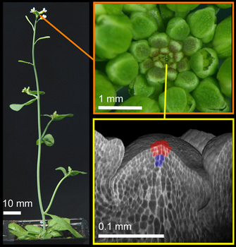 Three photos show a growing plant shoot from three different perspectives: a full length photo of a plant identifies the growing shoot at the top-most terminal end of the plant's stem; a second photo shows a top-down view of the growing shoot, and identifies the meristem at its center with an arrow; a grey-scale photomicrograph of a meristem highlights two constituent stem cell types: shoot stem cells and maintenance cells. 15-20 shoot stem cells are highlighted in red at the meristem's center; below them are four blue maintenance cells.