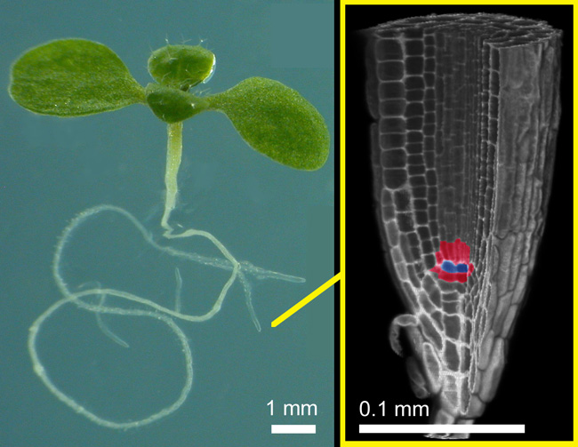 Two photographs show a plant's root meristem from different perspectives: one is a photograph of the Arabidopsis plant, and the other shows a magnified view of the cells in the plant's root tip.