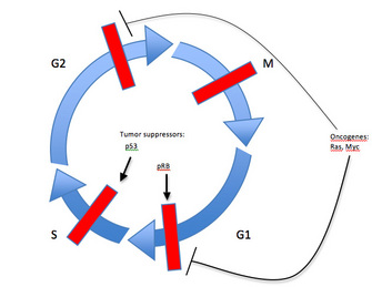 A circular diagram of the cell cycle is composed of four blue, curved arrows, each representing a phase of the cell cycle. Four red rectangles representing checkpoints intersect with the arrows at the four points in the cell cycle. Labels indicate where certain oncogenes, including ras and myc, and tumor suppressors, including P53 and PRB, function to regulate the cell cycle.