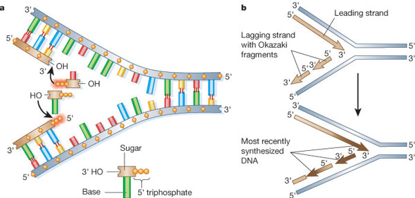The DNA replication process is shown in a two-part schematic diagram in panels A and B. Panel A shows the replication fork at the end of a chromosome. Two illustrations in panel B show a magnified view of leading and lagging strand synthesis in relation to the parental DNA.