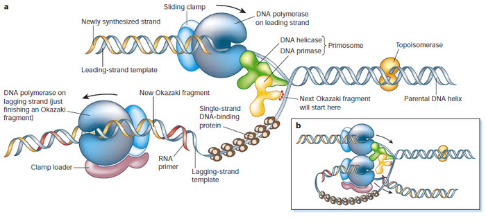 A two-part schematic shows key proteins at the replication fork. Panel A is a magnified view of the replication fork. DNA is represented as two horizontal strands coiled around one another in a double-helix conformation. The two strands of DNA fork into two separate strands at the center of the diagram; the DNA on the left and right sides of the fork remains double-stranded. Large, C-shaped structures bound to the upper and lower DNA strands represents the enzyme DNA polymerase; the enzymes DNA helicase, DNA primase, and topoisomerase are represented as irregularly-shaped structures bound to the DNA. Panel B is a zoomed-out perspective of the replication fork shown in panel A.