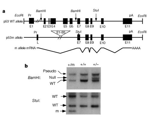 In panel A, two gene map diagrams show the truncated structure of the p53 mutant allele compared to the p53 wild-type allele. Alleles are depicted as horizontal lines. Solid black squares and rectangles along the line represent exons. A Southern blot diagram is shown in panel B.