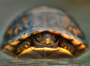 A front-facing, close-up photograph shows a turtle with its head and front legs retracted inside its shell.