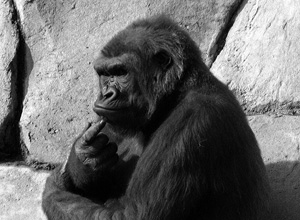 A black-and-white photograph shows a gorilla seated against a stone wall. The tip of the index finger on the gorilla’s left hand is touching the underside of the gorilla’s chin, so that the gorilla appears deep in thought.
