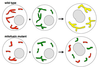 A simplified drawing of circles with colored bits inside of them compares mitochondrial fusion events. A mating event between two wild type yeast cells (top row) is compared with a mating event between two mutant yeast cells that lack the mitofusin protein (bottom row).