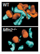 A series of photomicrographs taken at different depths were assembled into a complete photograph showing a three-dimensional structure. The two micrographs show how 1) the endoplasmic reticulum and the mitochondria interact with one another in a cell when mitofusin protein is present (wild type) and 2) when mitofusin is absent (Mfn mutant cell).
